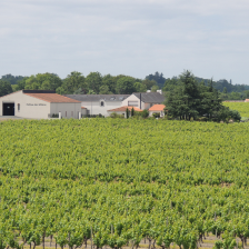 Château des Gillières Muscadet Sèvre-et-Maine Vieilles Vignes